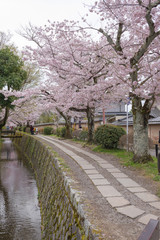 Fototapeta na wymiar Philosopher's Walk with sakura (cherry blossom) in the Springti
