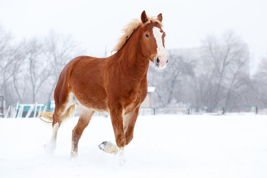 Bay stallion trotting on winter field. Sorrel free horse on snow