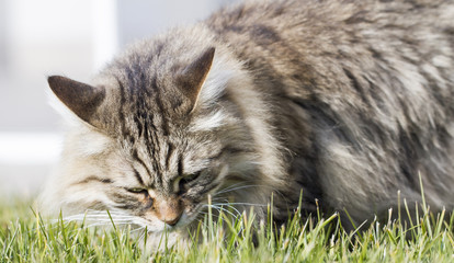 brown tabby siberian cat on the grass green