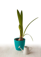 Hippeastrum in a blue pot  and decorative watering can