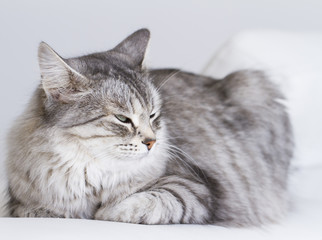 beauty silver cat of siberian breed indoor