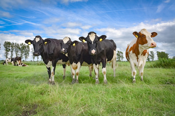 Fototapeta na wymiar Four pretty cows side by side on a summer meadow