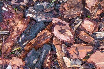 Pieces of pine bark on forest floor