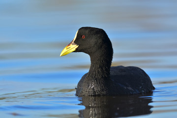 white winged coot, ,Fulica Leucoptera,  La Pampa , Argentina