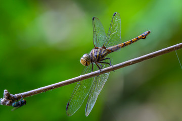 Beautiful dragonfly on bamboo branch with green background.