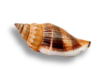 Beautiful Seashell isolated on white background