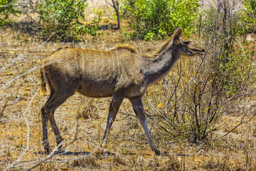 Obraz na płótnie Canvas Greater Kudu (Tragelaphus strepsiceros), female. South Africa, Kruger National Park
