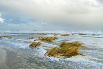 Sand couch grass (Elytrigia juncea ) and beach foam at high tide on a stormy day on a flooded beach 
