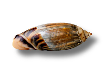 Beautiful Seashell isolated on white background