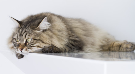 brown tabby cat of siberian breed lying in the house