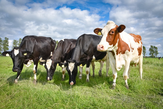 Vier Holstein-Friesian Kühe in Reihe auf einer Sommerwiese