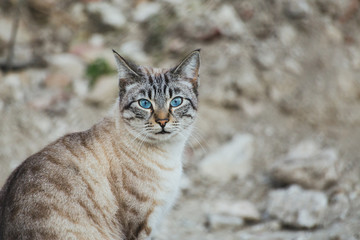 Gata con ojos azules