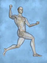 Human skeleton M-SK-POSE M4ay-24-tr50-1, 3D Model