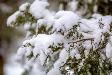 Snow-covered cypress branch