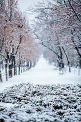 Snowy path in the Park in the winter