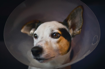 sad lonely dog in an Elizabethan cone collar after an operation