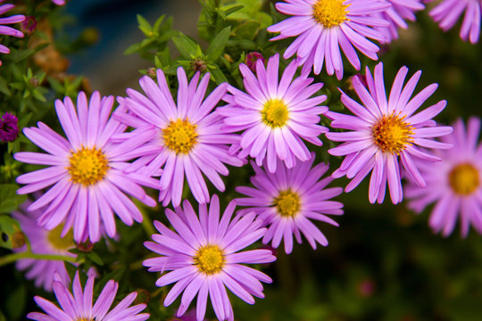 Autumn perennial aster purple on a green background