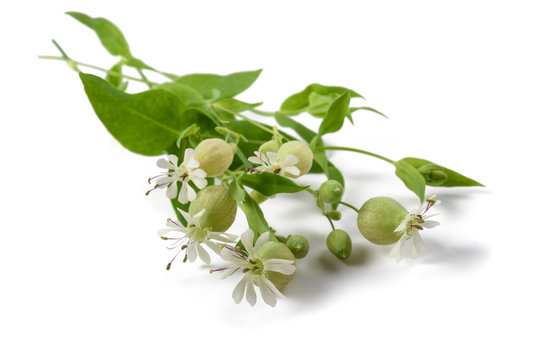 maidenstears plant with flowers