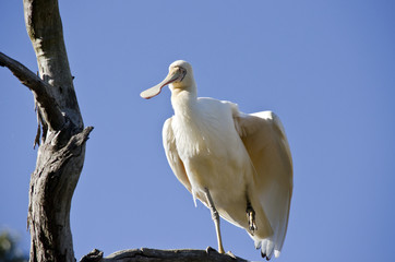 yellow spoonbill