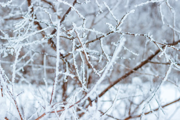 winter day in the forest. trees in the snow