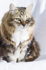 beauty female cat of siberian breed, licking in the garden, brow