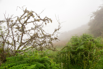 Fern and tree in a lichen in dense fog
