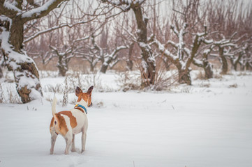 a hunting dog hunting in the winter