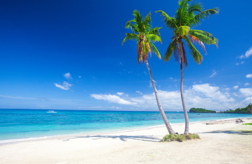 tropical beach with coconut palm