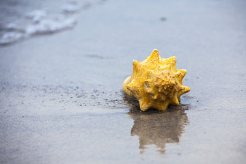 Sea shell on sand. Summer beach background