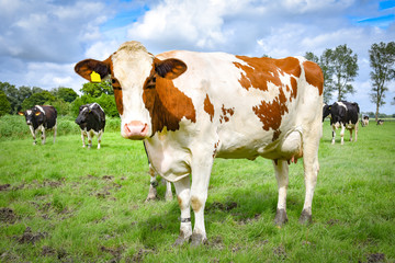 Fototapeta na wymiar Neugierige rotbunte Kuh auf einer Sommerwiese
