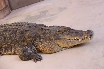 Naklejka premium Australian big salt water crocodile burt crocodile Dundee star in Darwin Australia