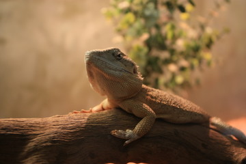 Lizard Australia amphibian on a branch