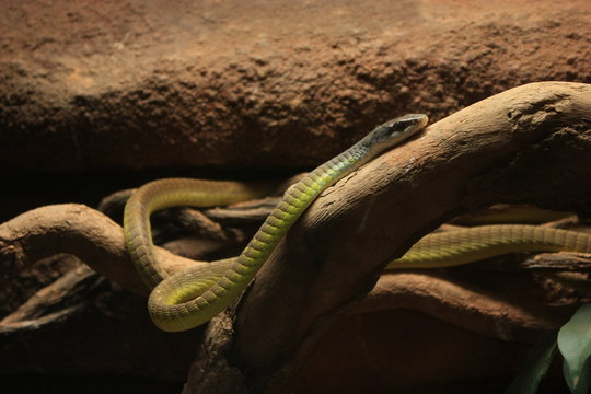 Green tree snake australia on a branch Dendrelaphis punctulatus 