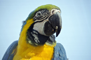 blue and gold macaw