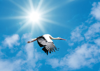 Weißer Storch (ciconia ciconia) fliegt am blauen Himmel von links nach rechts, die Sonne scheint auf seinen Rücken und lässt seine Federn glänzen