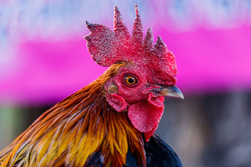 colorful rooster on  nature background