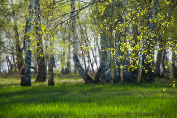 Fototapeta premium Branches of birch at blurred background of forest