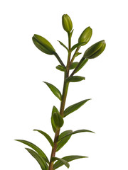 Stem   lily hybrids Oriental Group  on   white background isolat