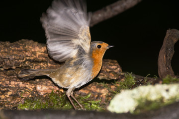 European Robin, Erithacus rubecula 