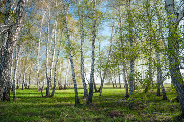 Fototapeta na wymiar Summer birch forest