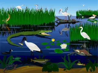 Foto op Plexiglas vector wetland Pantanal Florida Everglades landscape with animals © Save Jungle