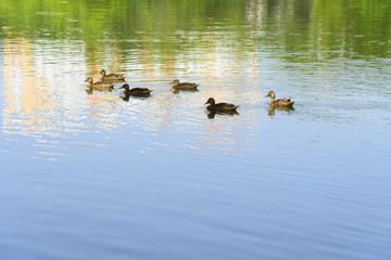 Flock of ducks on the lake