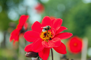 Fototapeta na wymiar A Bee collecting nectar