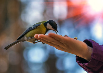 Obraz premium sikorki dzikie ptactwo zjada na dłoni o zachodzie słońca.