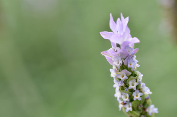 Obraz premium Lavender flowers in nature