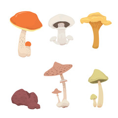 mushroom nature cook food, different kinds of edible mushrooms