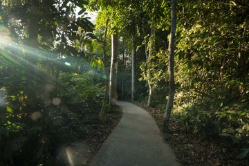 A foot path in the forest and sunlight with lens fair.