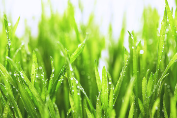 Close up of fresh thick grass with water drops
