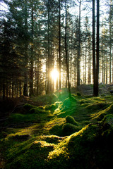 Norway forest with moss and sunlight between the trees