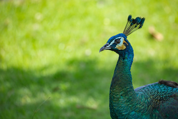 Fototapeta premium A Green Peafowl (Pavo muticus), casts its shadow against a light green background. Copy-space to the left.